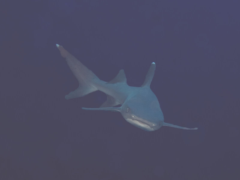 Whitetip Reef Shark, Mid Reef